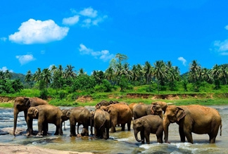 Слоновий питомник Пиннавела на Шри Ланке