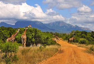 Национальный парк Крюгер в Претории в ЮАР