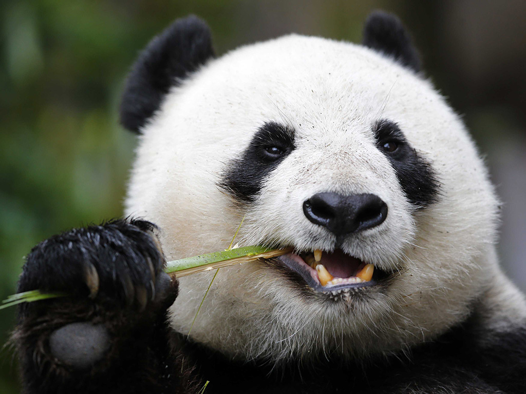 37-летняя панда побила рекорд