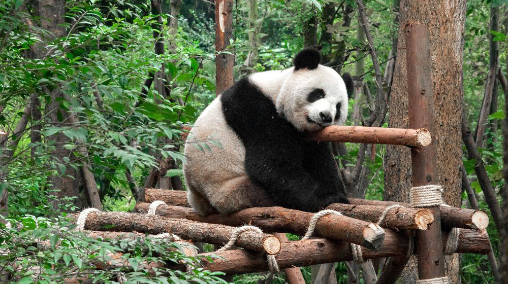 Исследовательский питомник гигантской панды