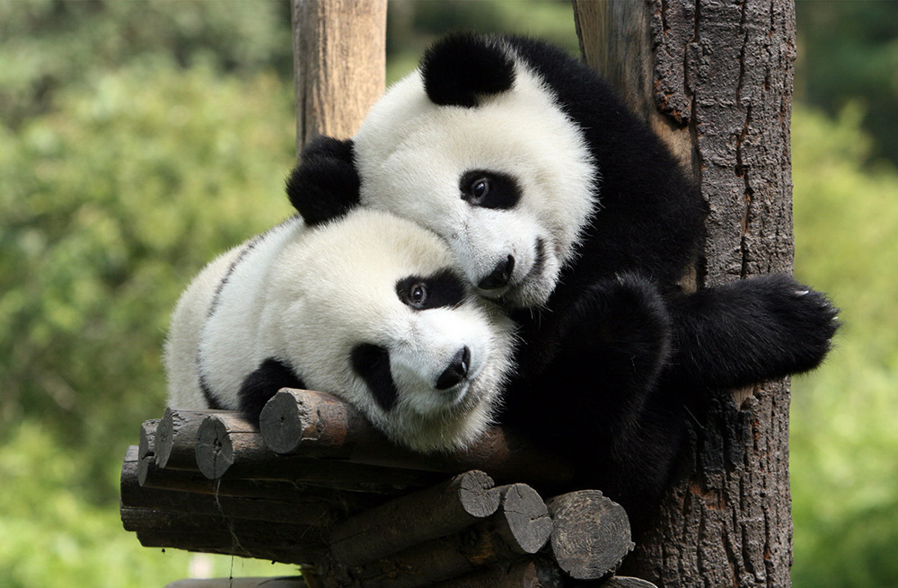 Панды в Пекинском зоопарке