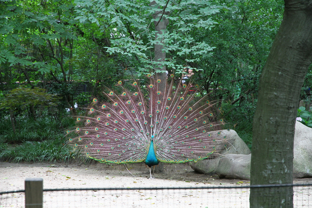 Павлин в Шанхайском зоопарке