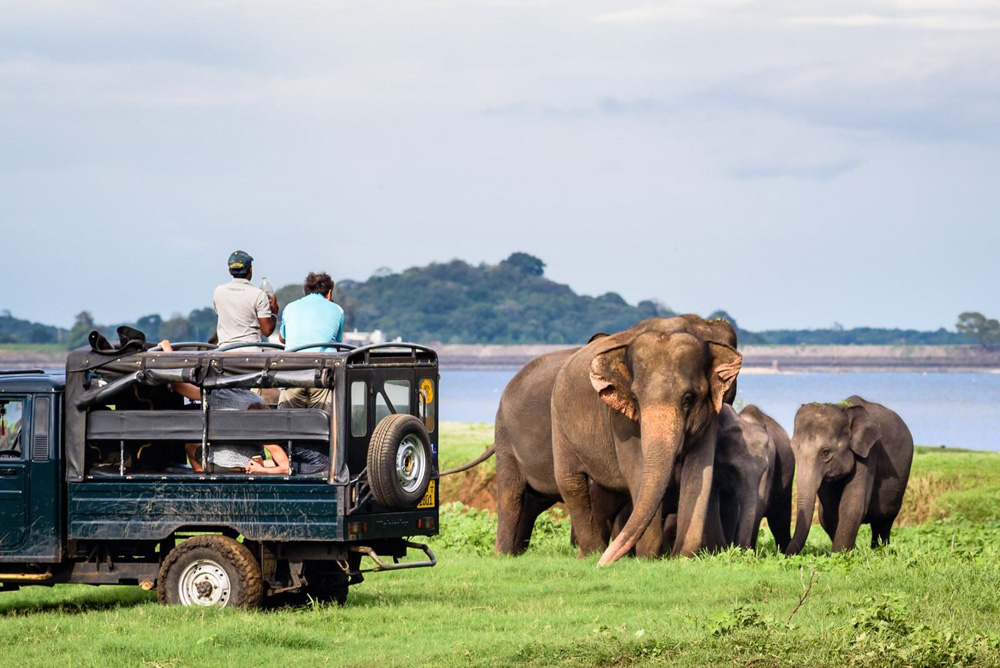 Национальный парк Миннерия на Шри Ланке